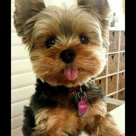 Meet your Posher, Lisa - Picture 2 of 2